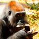 A gorilla in Ramat Gan Safari Park near Tel Aviv eats matzo